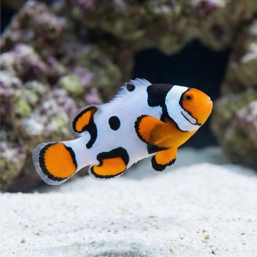 Picasso Percula Clownfish - Captive Bred