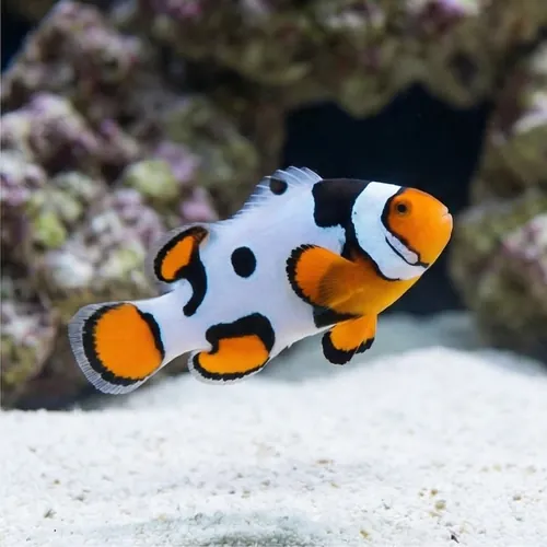 Picasso Percula Clownfish - Captive Bred
