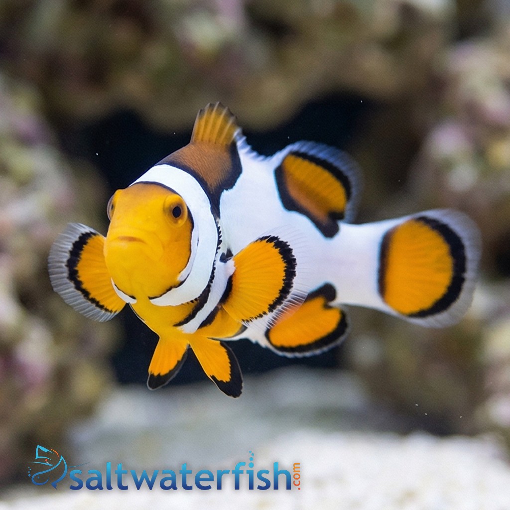 Picasso Percula Clownfish - Captive Bred Grade B