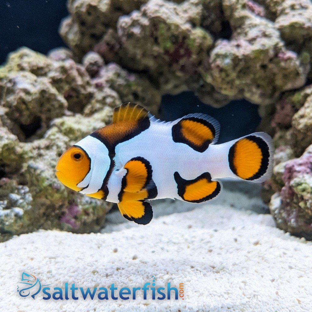 Picasso Percula Clownfish - Captive Bred Grade B