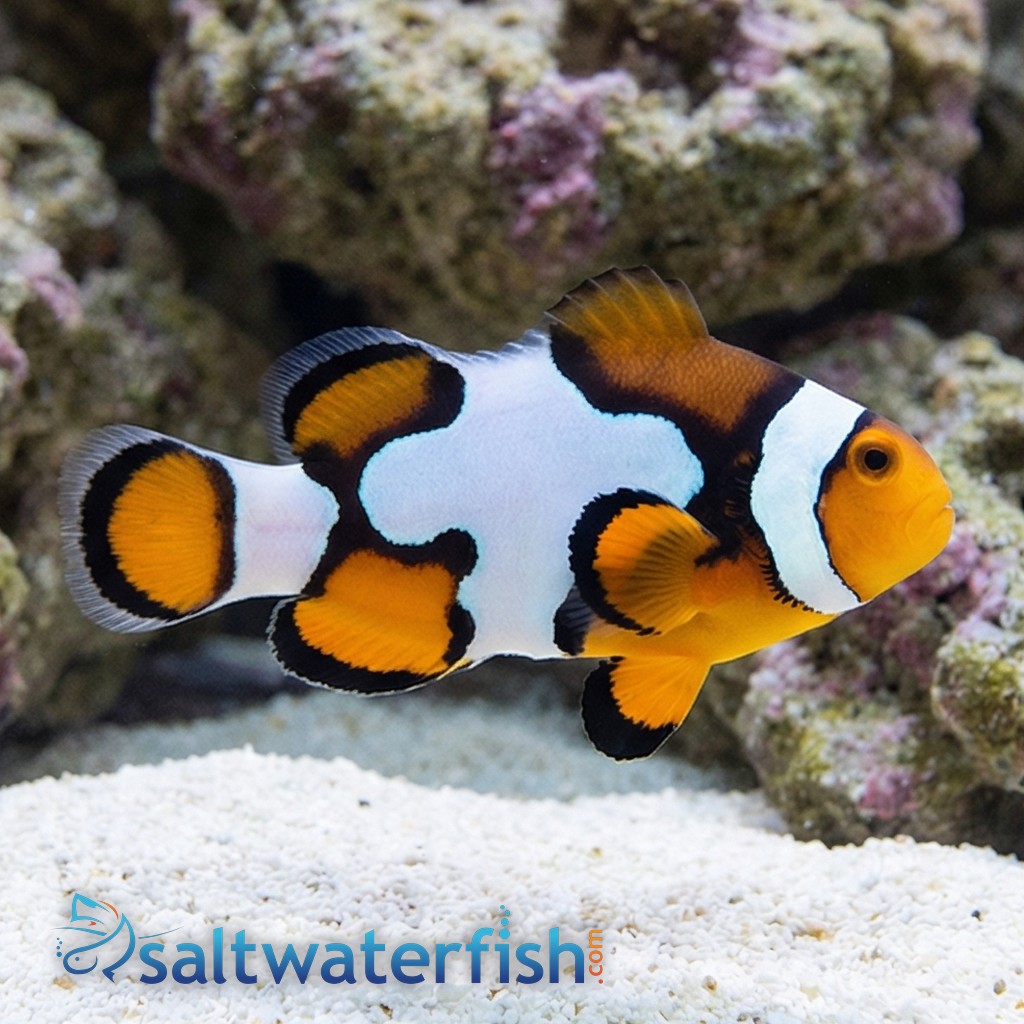 Picasso Percula Clownfish - Captive Bred Grade B