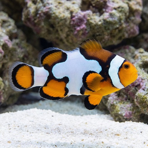 Picasso Percula Clownfish - Captive Bred Grade B