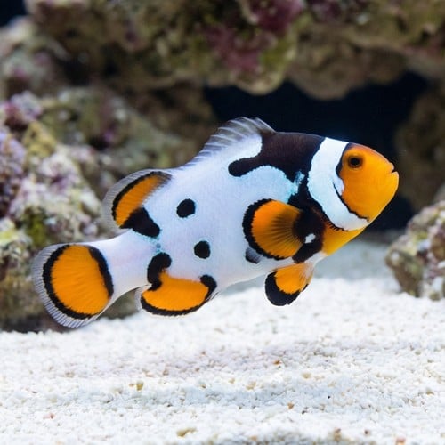 Nebula Clownfish B - Captive Bred