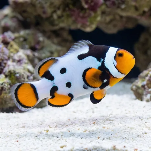 Nebula Clownfish B - Captive Bred