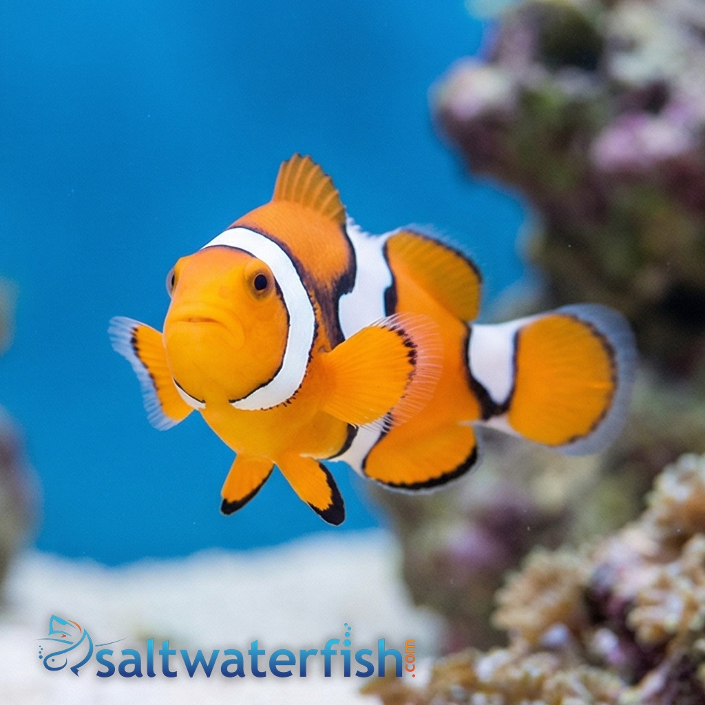 Semi Picasso Percula Clownfish - Captive Bred