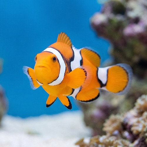Semi Picasso Percula Clownfish - Captive Bred