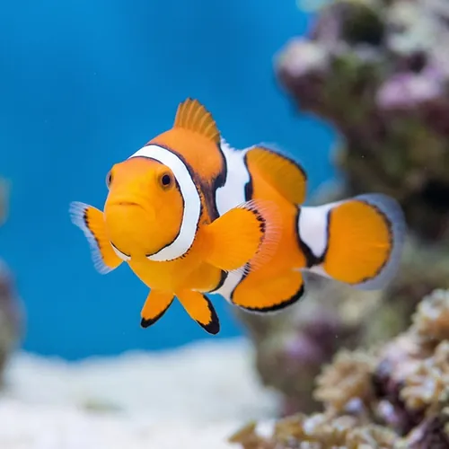 Semi Picasso Percula Clownfish - Captive Bred