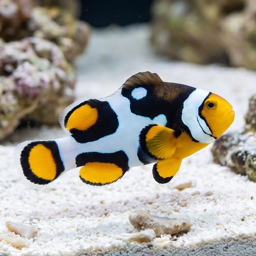 Picasso Percula Clownfish: Black P1
