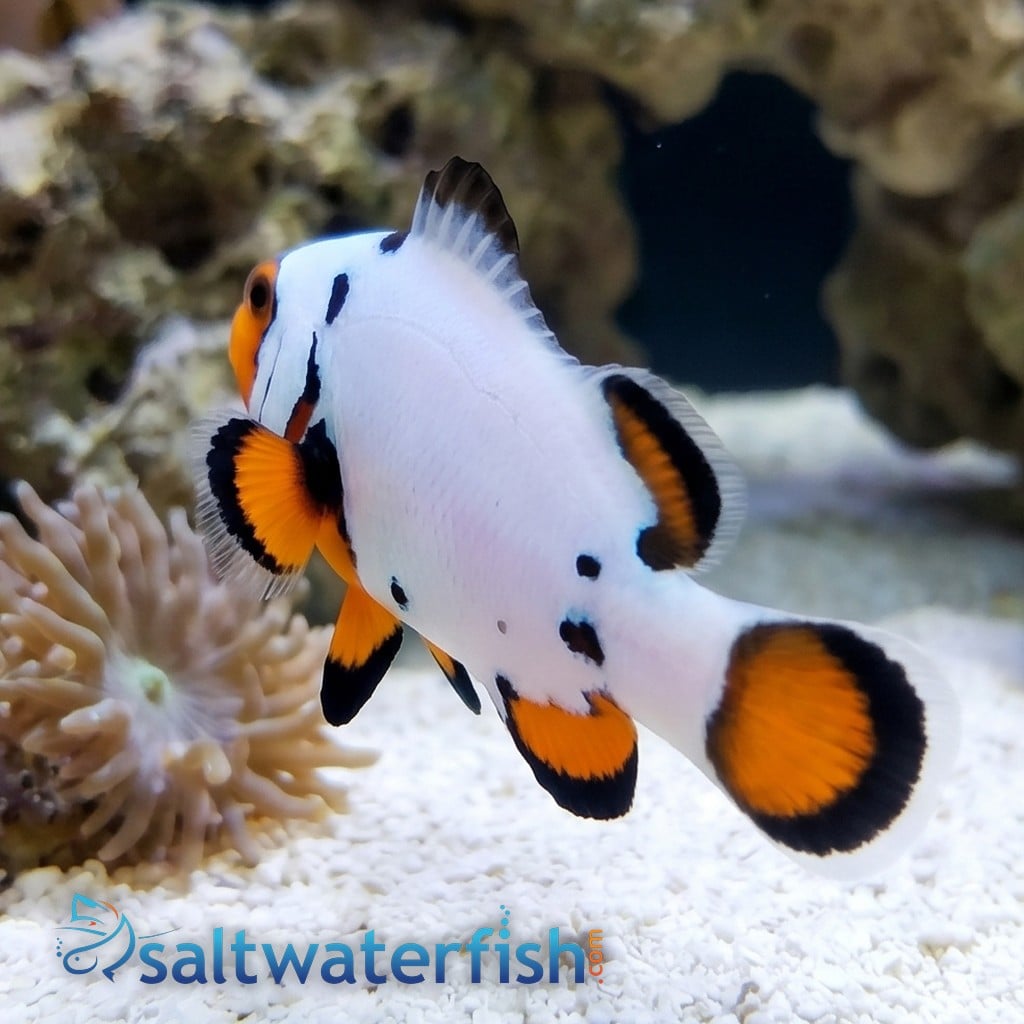 True Percula Clownfish: Maine Blizzard - Captive Bred
