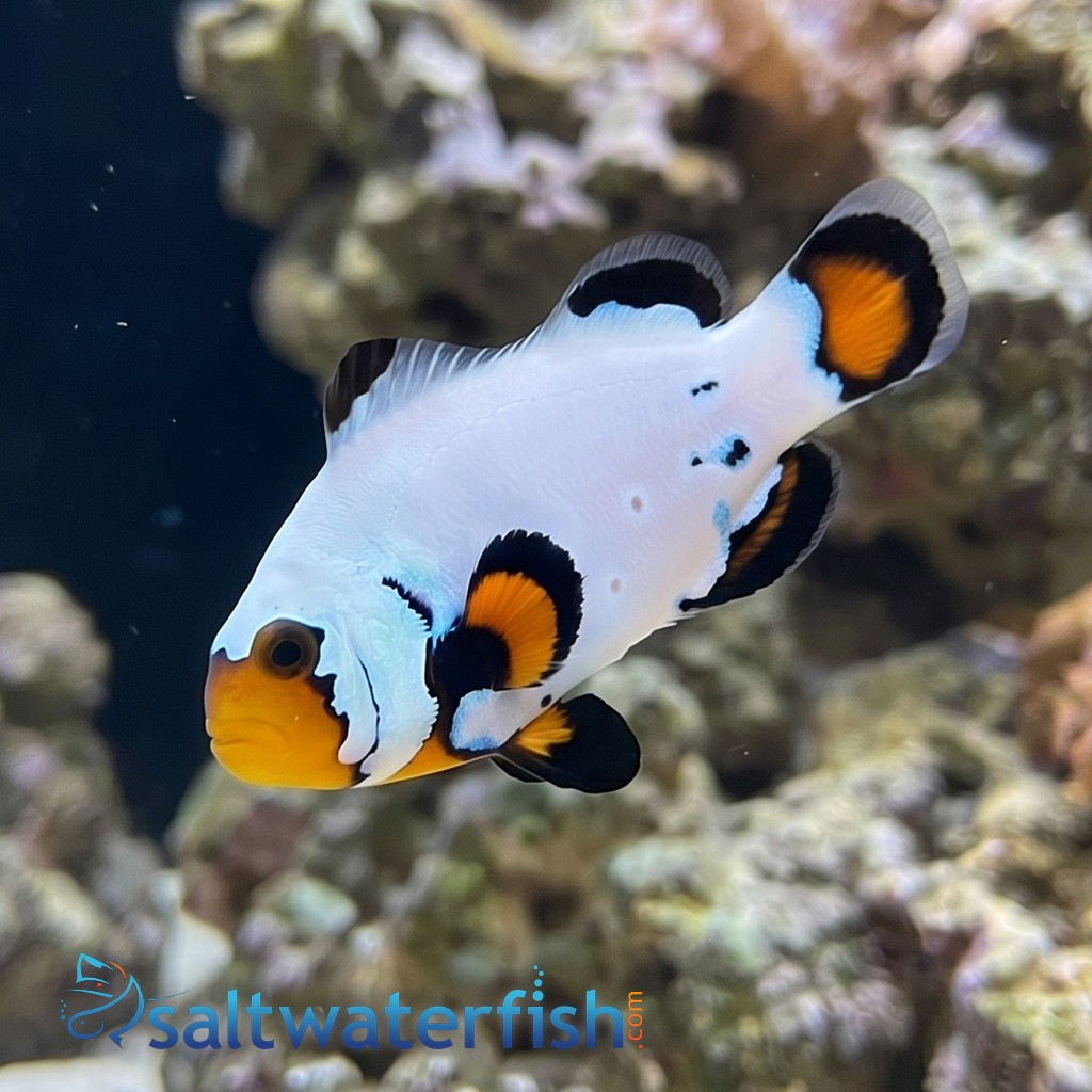 True Percula Clownfish: Maine Blizzard - Captive Bred