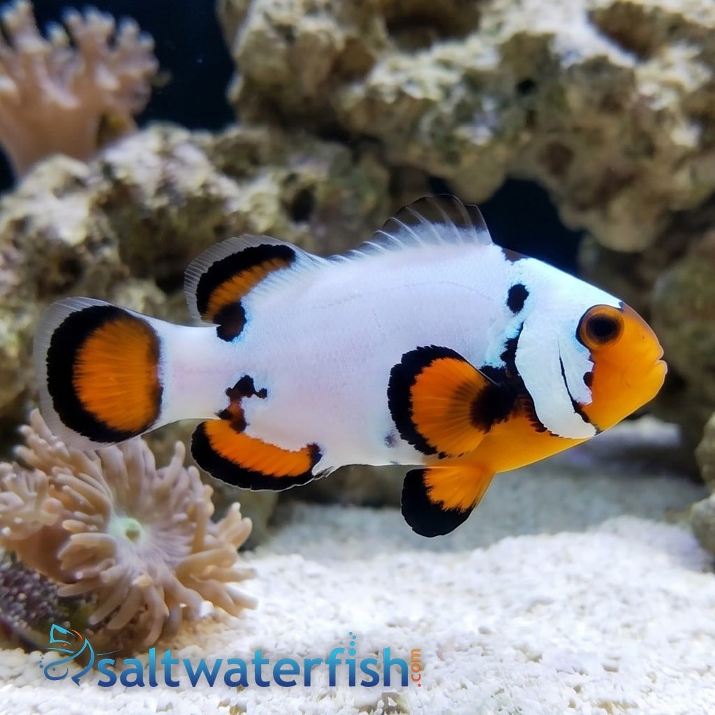 True Percula Clownfish: Maine Blizzard - Captive Bred