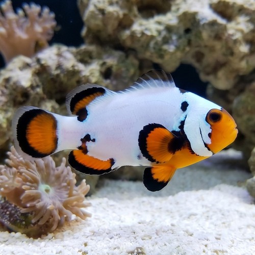 True Percula Clownfish: Maine Blizzard - Captive Bred