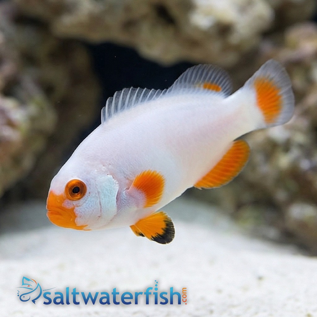True Percula Clownfish: Platinum - Captive Bred