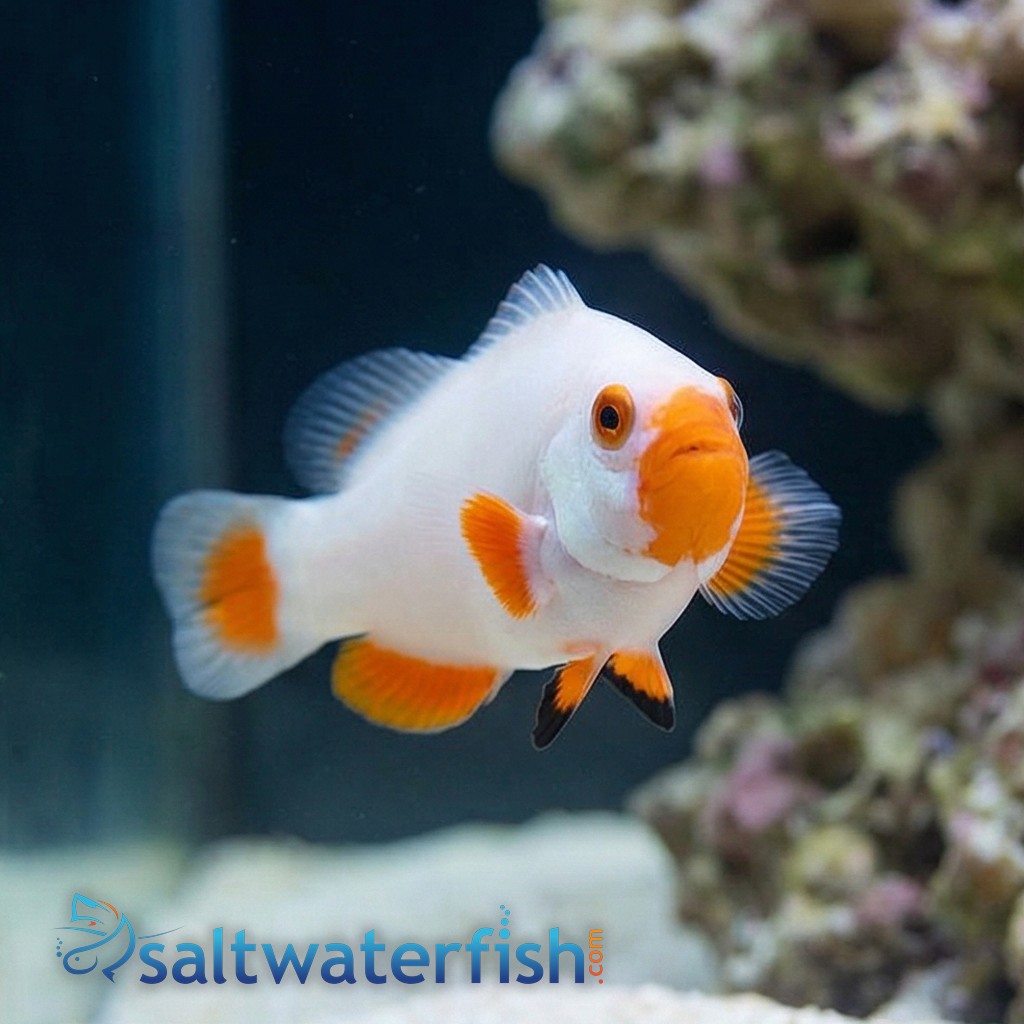 True Percula Clownfish: Platinum - Captive Bred