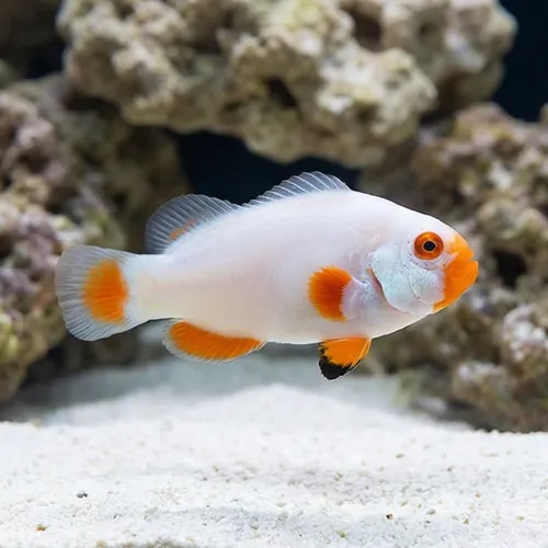 True Percula Clownfish: Platinum - Captive Bred