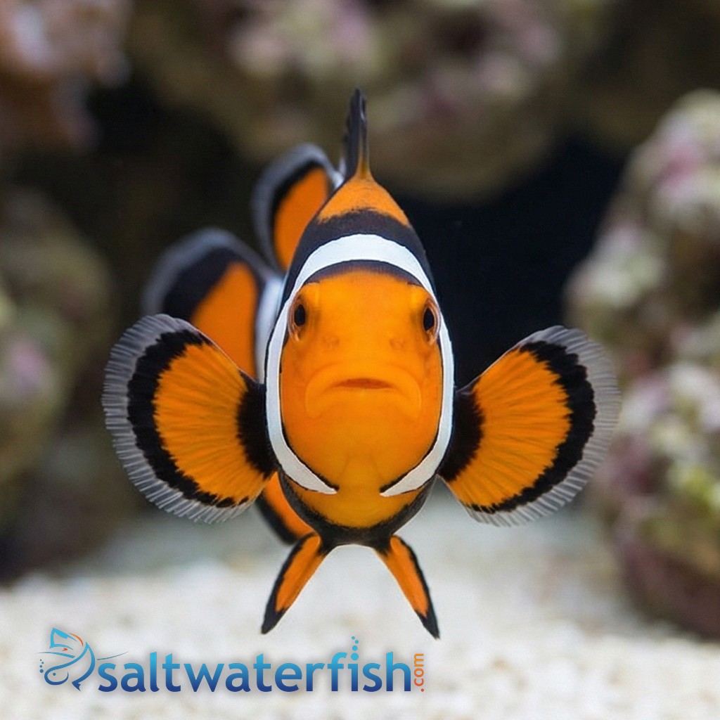 True Percula Clownfish: Super Black