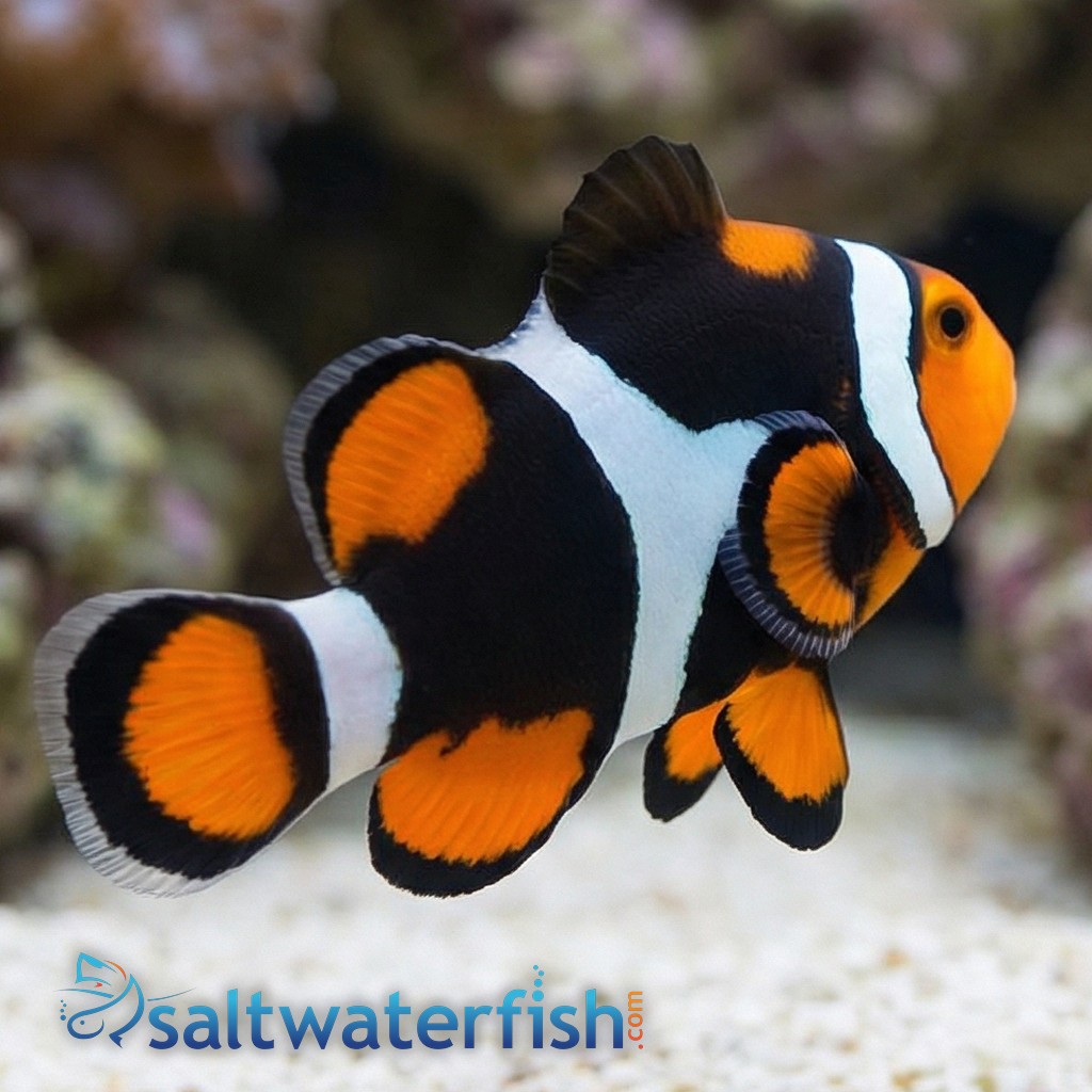 True Percula Clownfish: Super Black