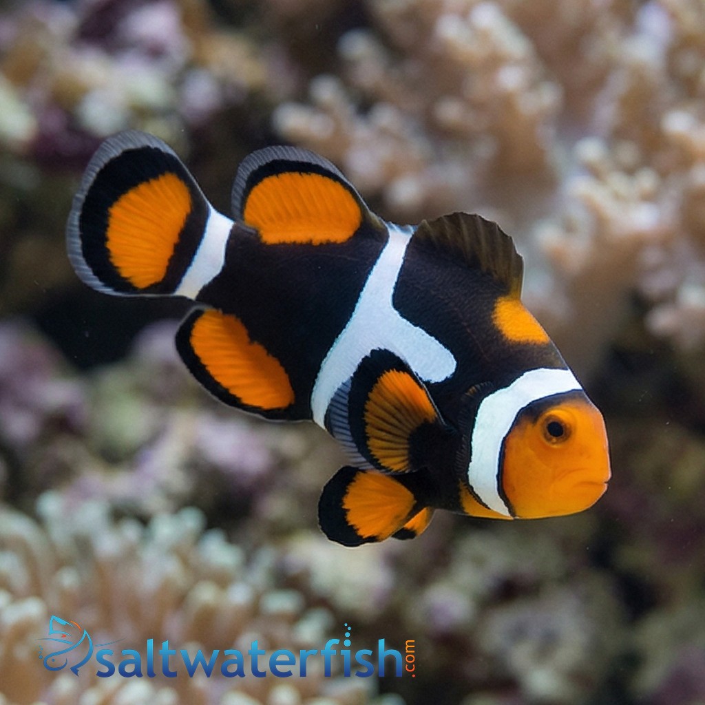True Percula Clownfish: Super Black