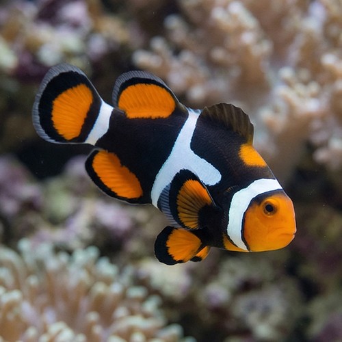 True Percula Clownfish: Super Black