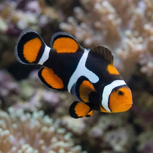 True Percula Clownfish: Super Black
