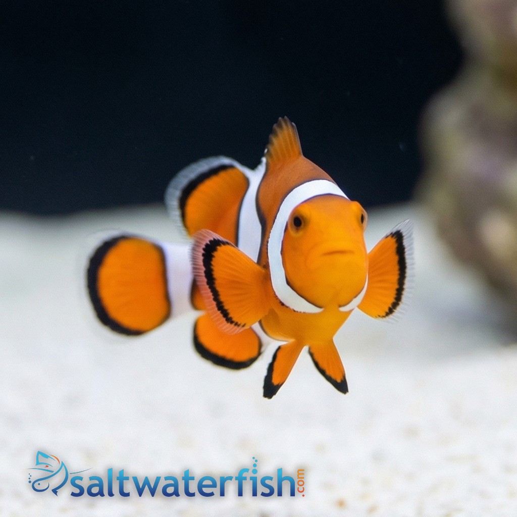 True Percula Clownfish - South Pacific