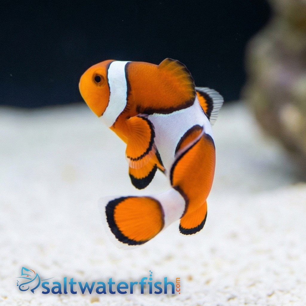 True Percula Clownfish - South Pacific