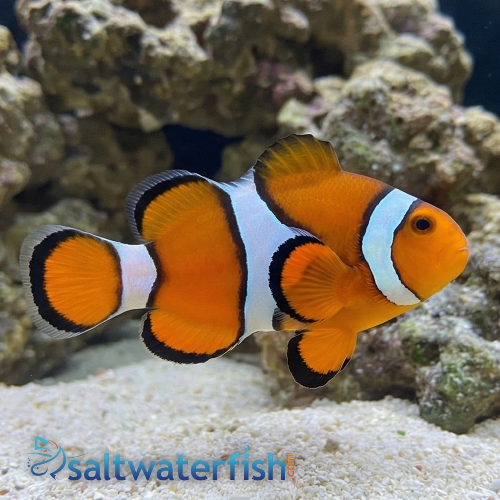 True Percula Clownfish - South Pacific