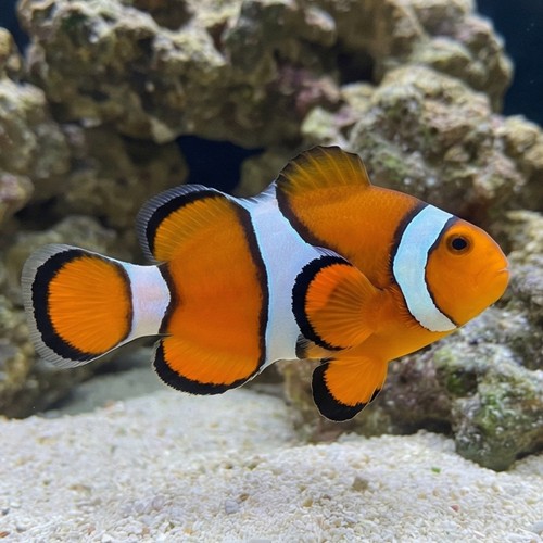 True Percula Clownfish - South Pacific