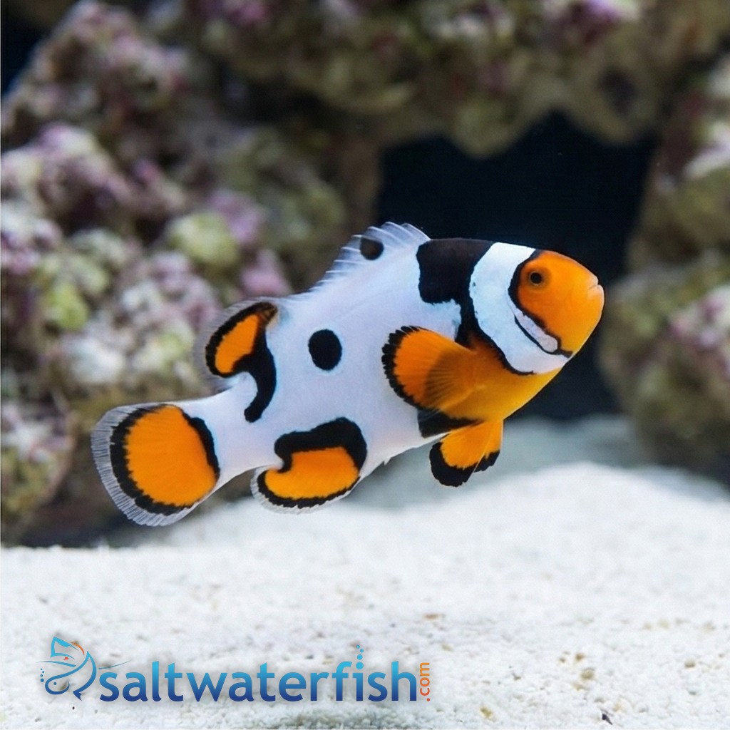 Picasso Percula Clownfish - Caribbean