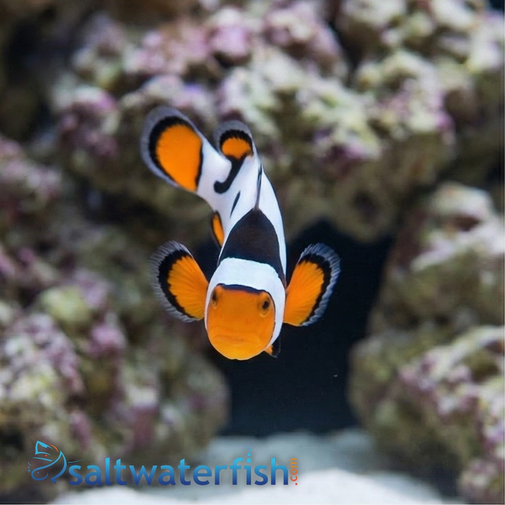 Picasso Percula Clownfish - Caribbean