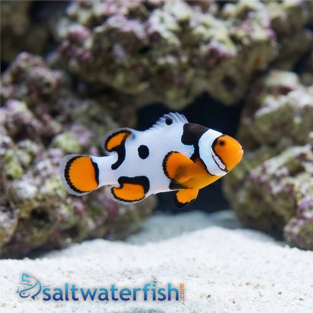 Picasso Percula Clownfish - Caribbean