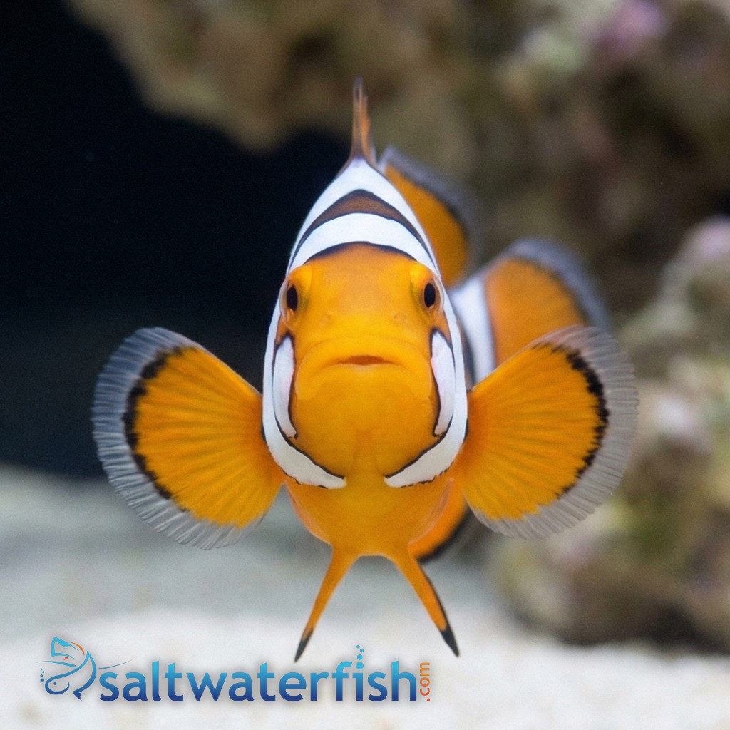 Picasso Percula Clownfish: Black P3