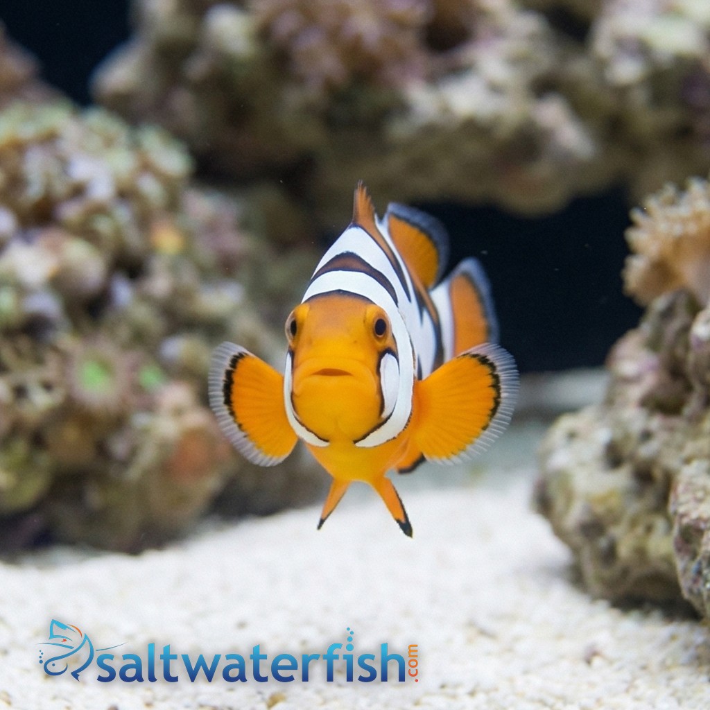 Picasso Percula Clownfish: Black P3