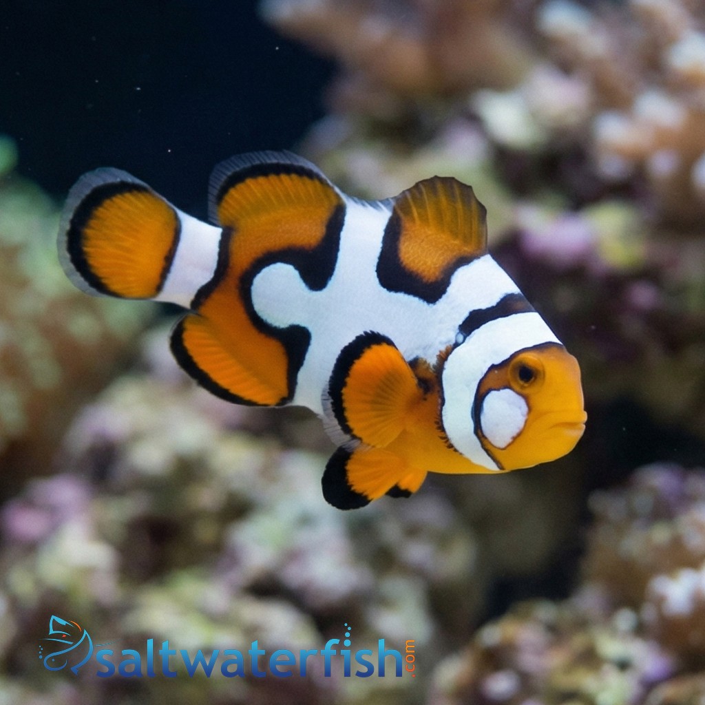 Picasso Percula Clownfish: Black P3
