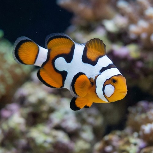 Picasso Percula Clownfish: Black P3