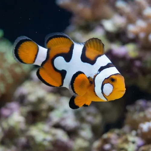 Picasso Percula Clownfish: Black P3