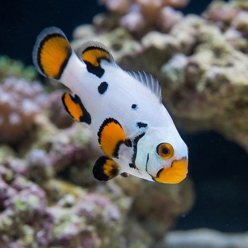 Black Helmet Head Picasso Percula Clownfish Captive-Bred
