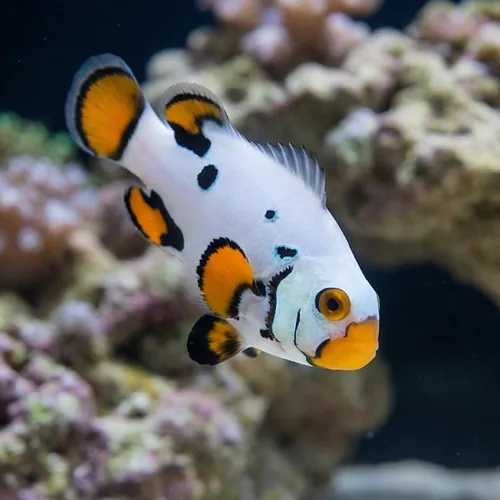 Black Helmet Head Picasso Percula Clownfish Captive-Bred