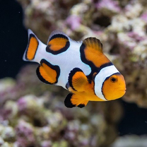 Picasso Percula Clownfish - Captive Bred
