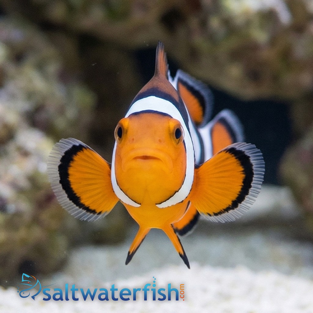 Picasso Percula Clownfish: Black P2