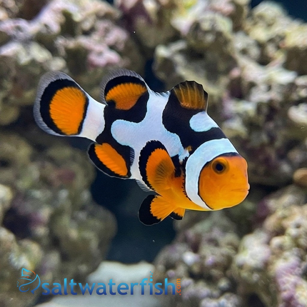 Picasso Percula Clownfish: Black P2