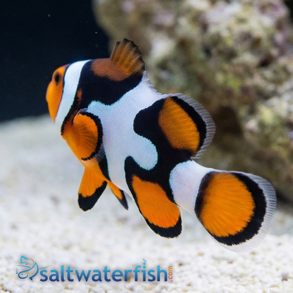 Picasso Percula Clownfish: Black P2