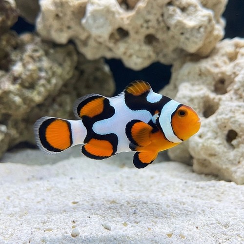 Picasso Percula Clownfish: Black P2