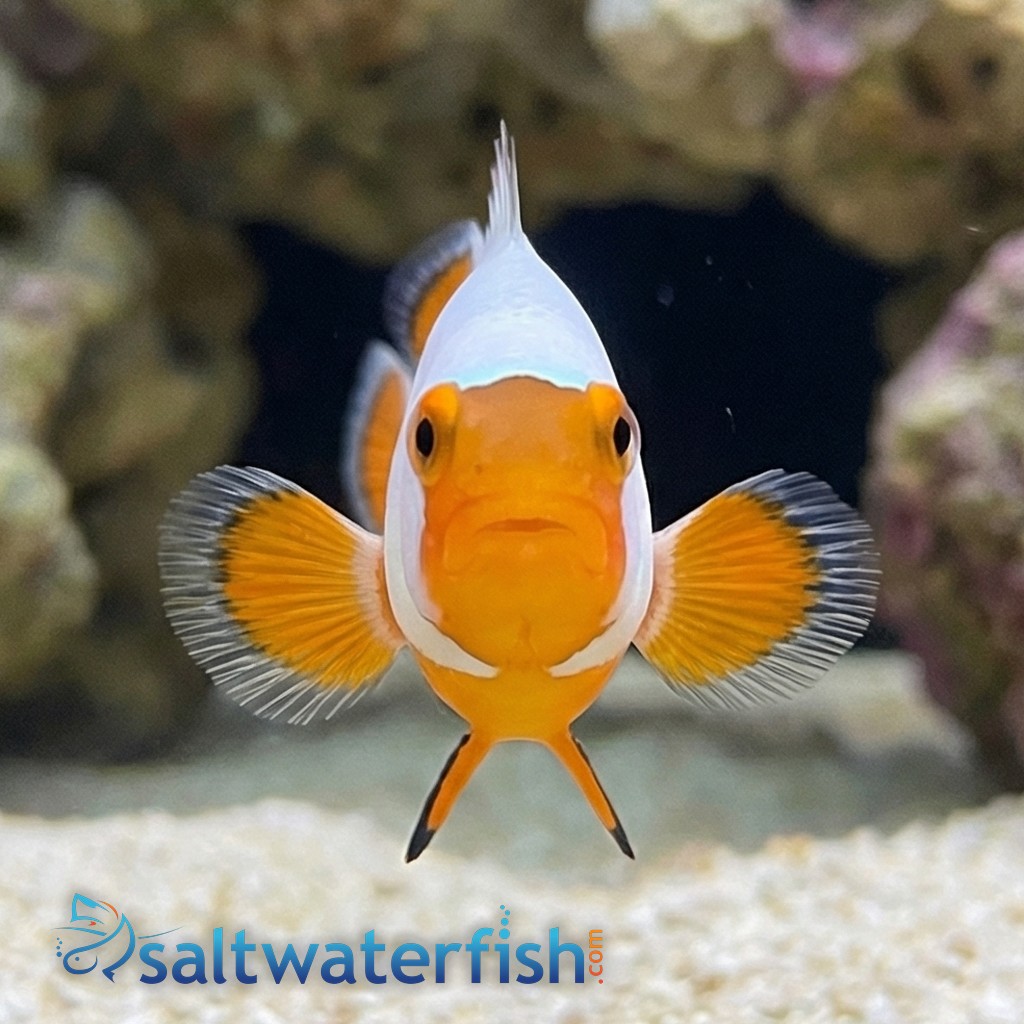 True Percula Clownfish: Platinum - Captive Bred