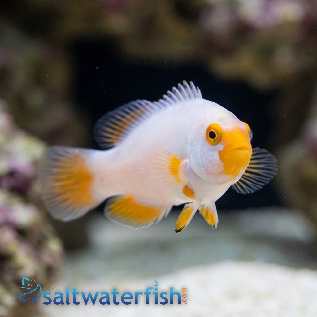 True Percula Clownfish: Platinum - Captive Bred