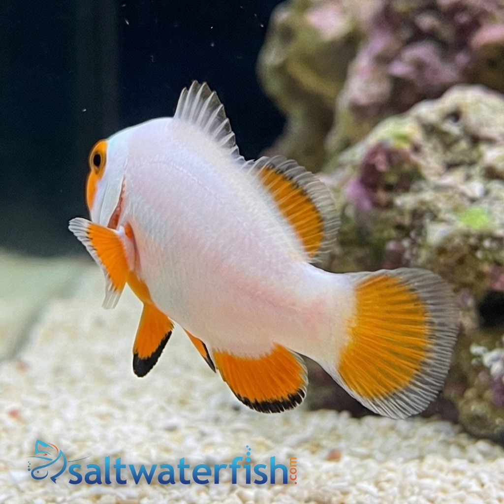True Percula Clownfish: Platinum - Captive Bred