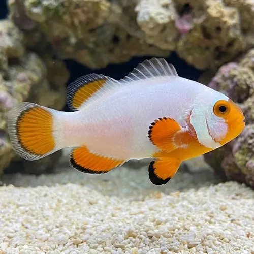 True Percula Clownfish: Platinum - Captive Bred