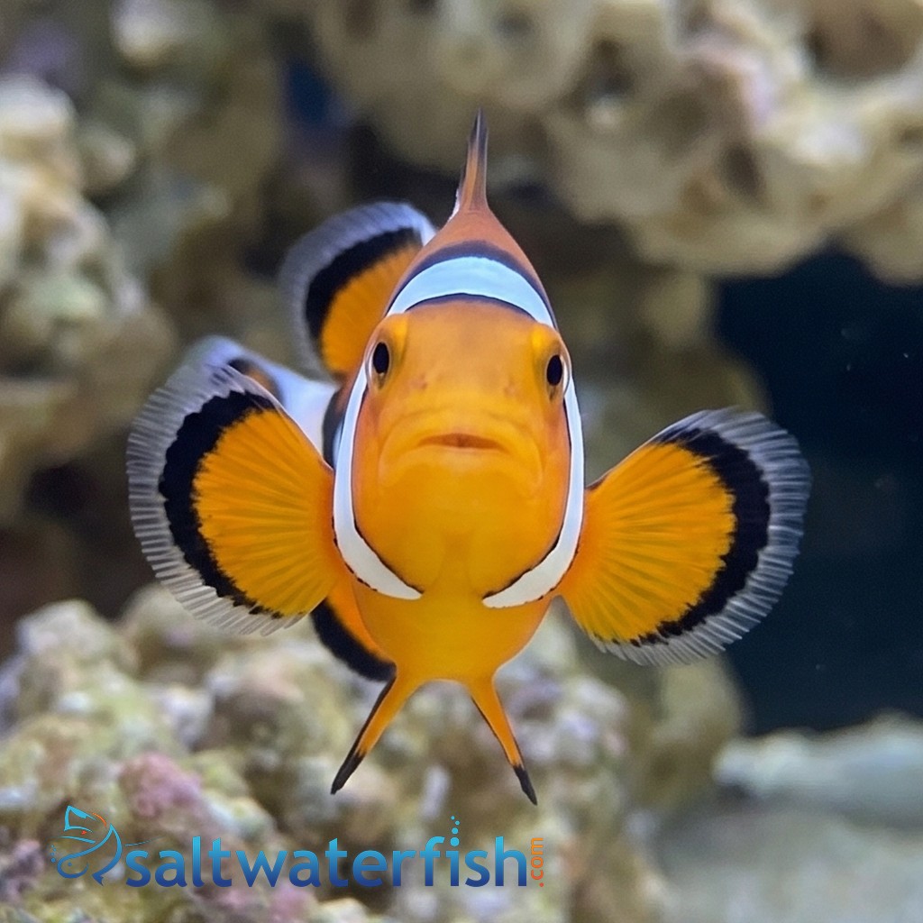 Picasso Percula Clownfish - Captive Bred