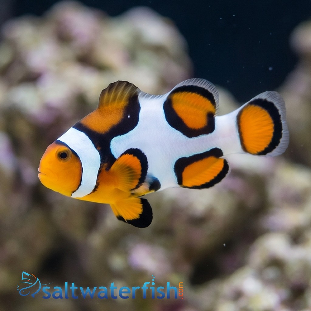 Picasso Percula Clownfish - Captive Bred