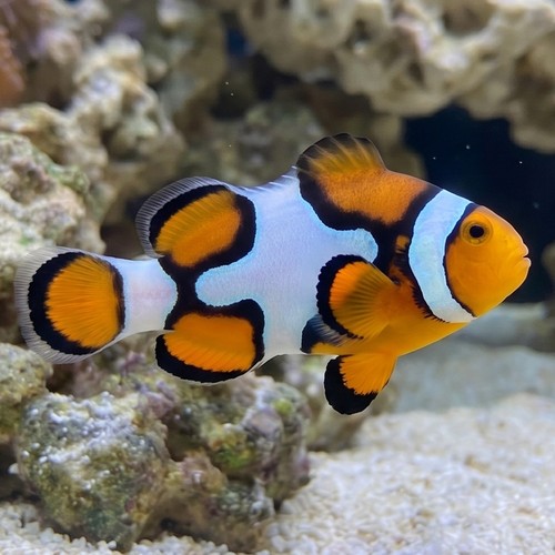 Picasso Percula Clownfish - Captive Bred